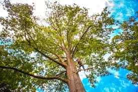 Best Commercial Tree Services  in Owings Mills, MD