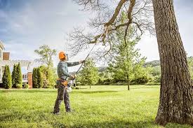 How Our Tree Care Process Works  in  Owings Mills, MD