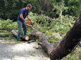 Trusted Owings Mills, MD Tree Removal Experts
