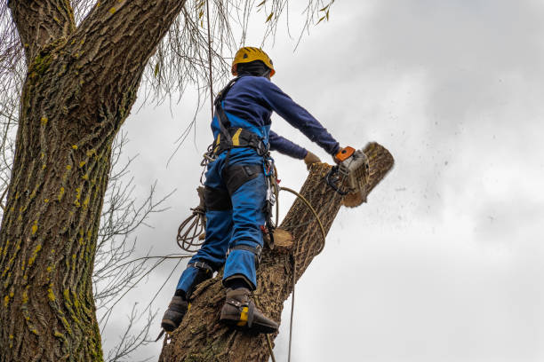 Best Fruit Tree Pruning  in Owings Mills, MD