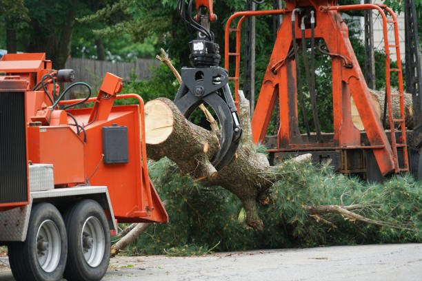 Best Lot and Land Clearing  in Owings Mills, MD