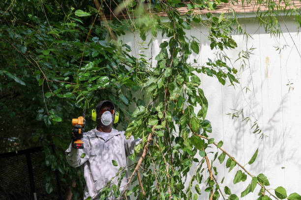 Best Tree Preservation Services  in Owings Mills, MD